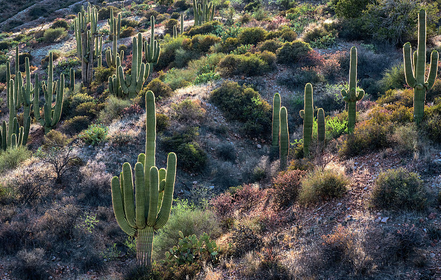 Saguaro Cactus backlit springtime Photograph by Dave Dilli