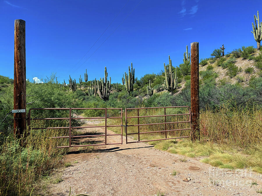 Saguaro Cactus Beyond the Fence Line Photograph by Diana Mary Sharpton