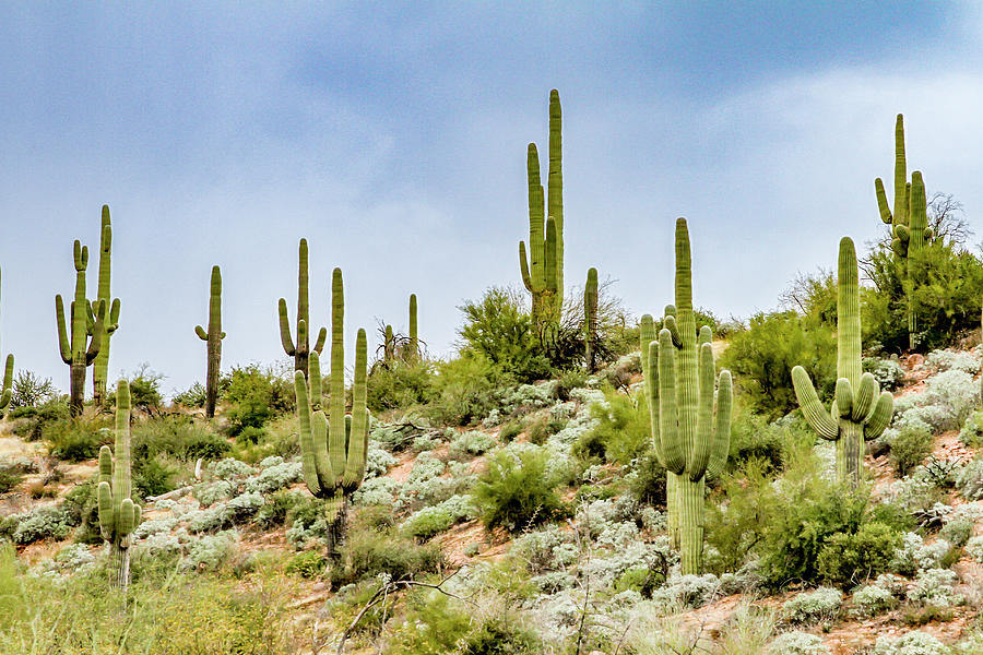 Phoenix Photograph - Saguaro Cactus  by Bill Gallagher