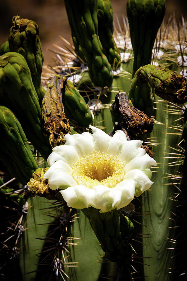 Saguaro Cactus bloom in the Arizona Desert Photograph by Craig A Walker