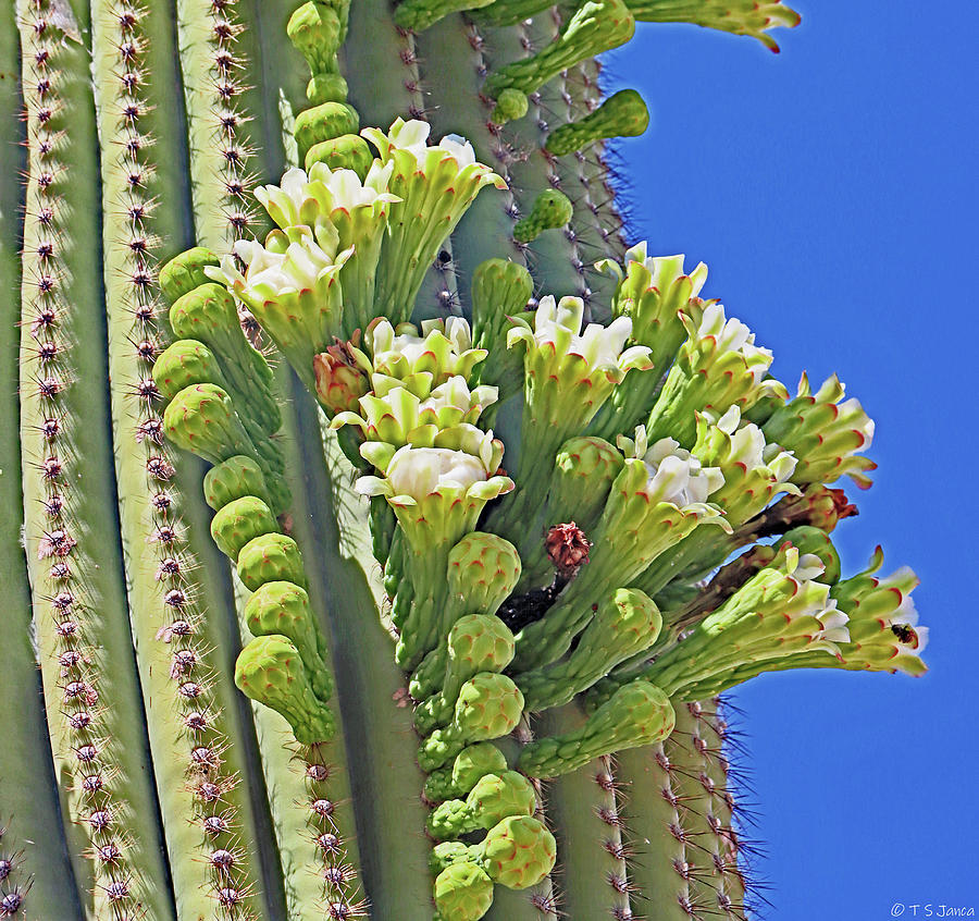 Saguaro Cactus Blooms #3879 Digital Art by Tom Janca