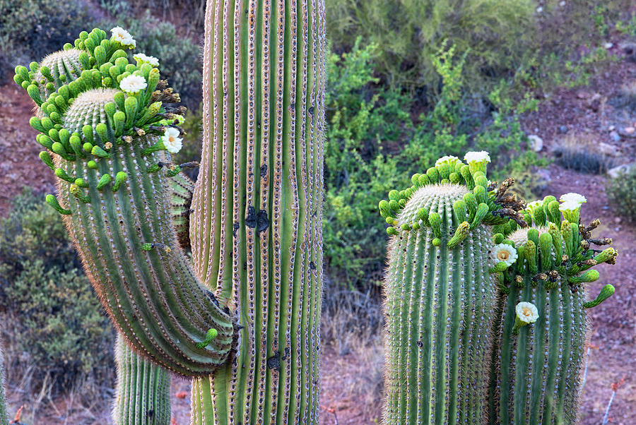 Saguaro Cactus Blooms Photograph by Dave Dilli