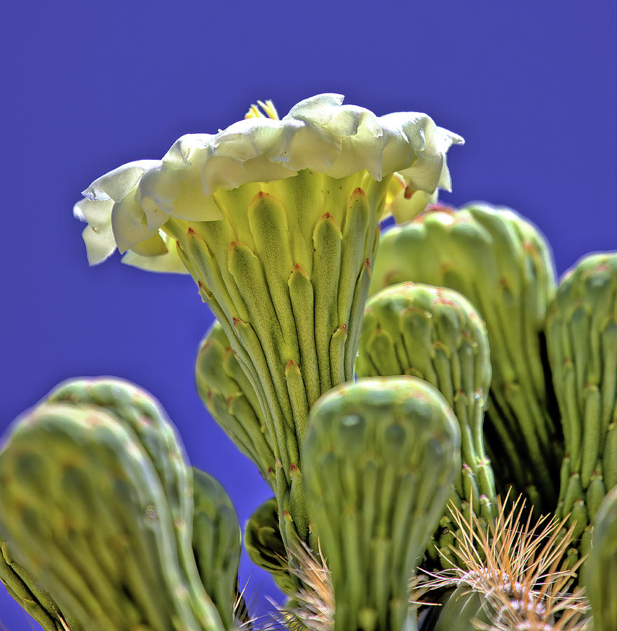 Saguaro Cactus Blossom Photograph by Bob Falcone