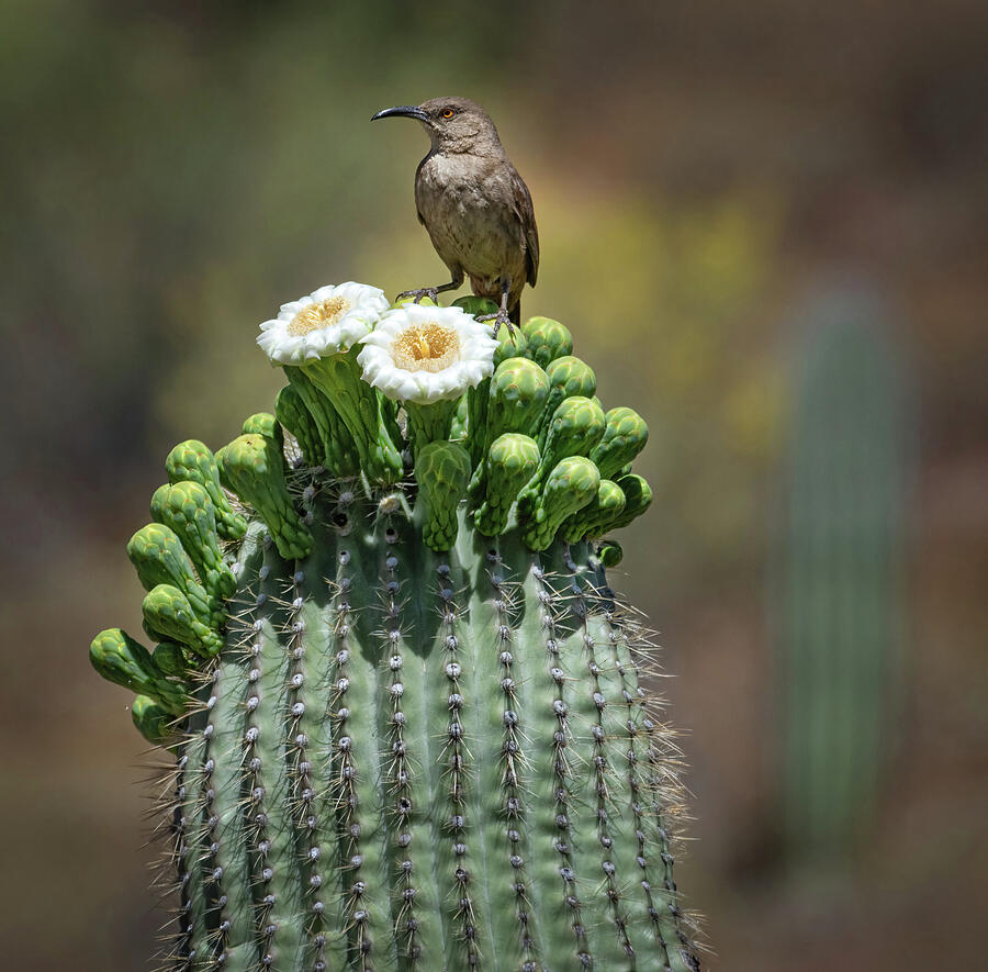 Saguaro Cactus Blossoms with Thresher Bird Photograph by Rebecca Herranen