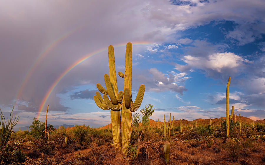 Saguaro cactus, Carnegiea gigantea, and rainbow over desert, South
