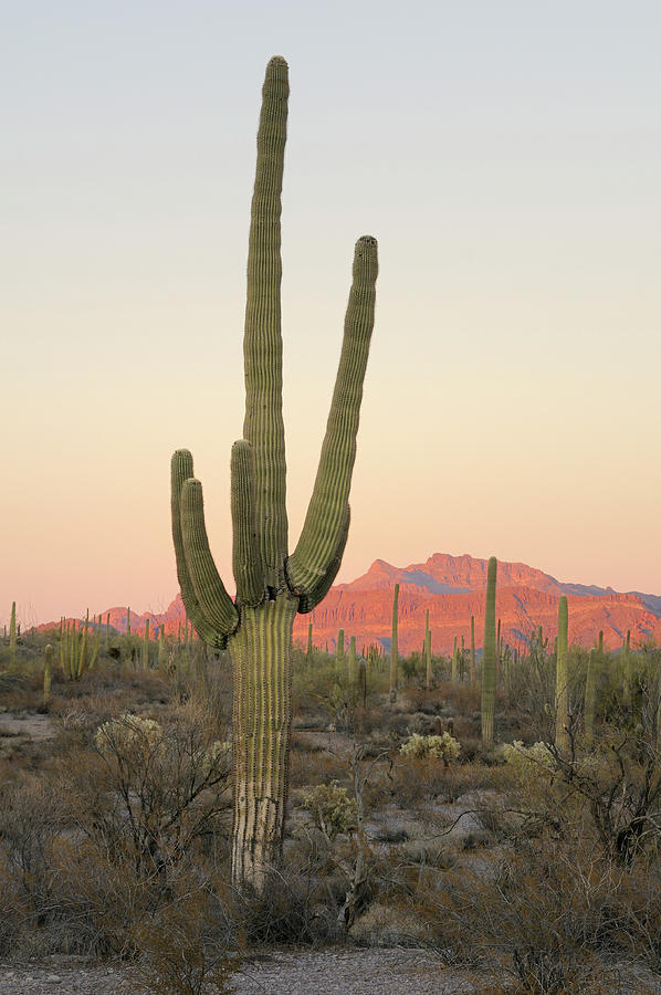Saguaro Cactus, Carnegiea gigantean, Organ Pipe Cactus National Monument, Arizona, USA Photograph by Kevin Oke