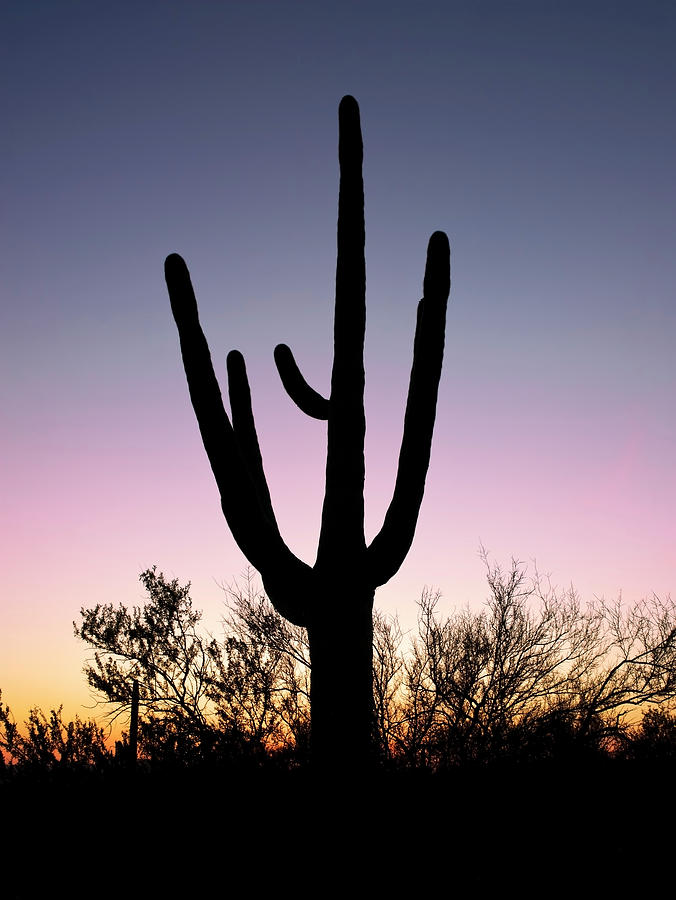 Sunset Photograph - Saguaro Cactus by Mango Art