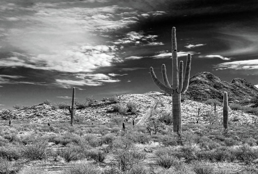 Saguaro Cactus Desertscape Black and White Photograph by Jennie Marie Schell