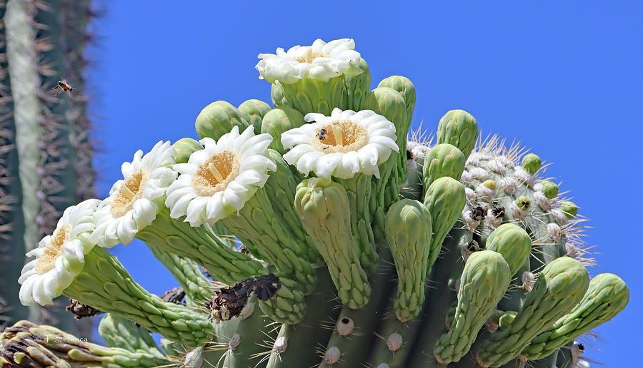 Saguaro Cactus Flowers And Buds Digital Art by Tom Janca