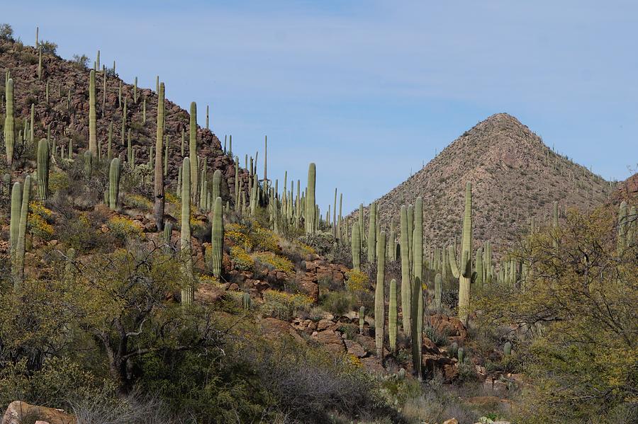 Saguaro Cactus Forest Photograph by Dennis Boyd - Pixels