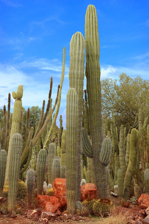 Saguaro Cactus Garden in Sonora Desert at Phoenix Photograph by Charles Harker