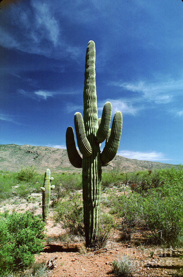 Saguaro Cactus In A Green Desert Photograph