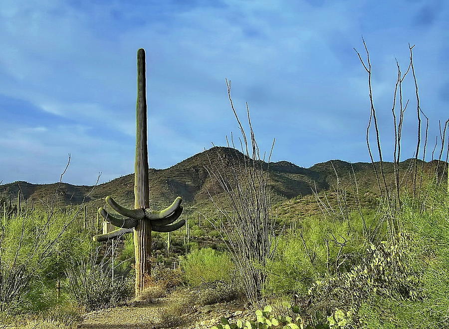 Saguaro National Park Photograph - Saguaro Cactus in Sonoran Desert, Arizona by Lyuba Filatova