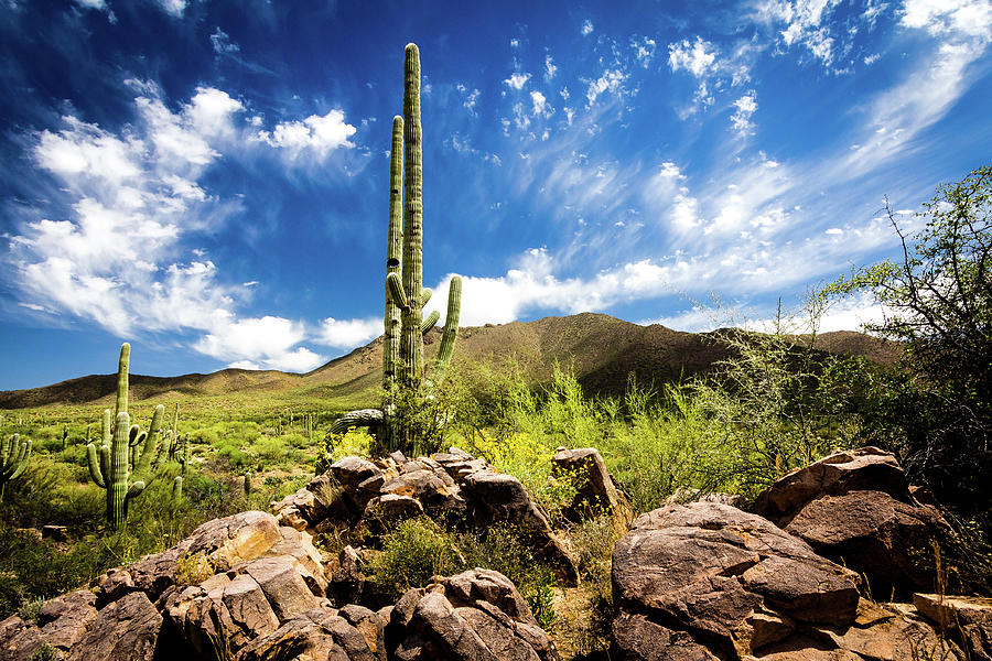 Saguaro Cactus in the Arizona desert Photograph by Craig A Walker