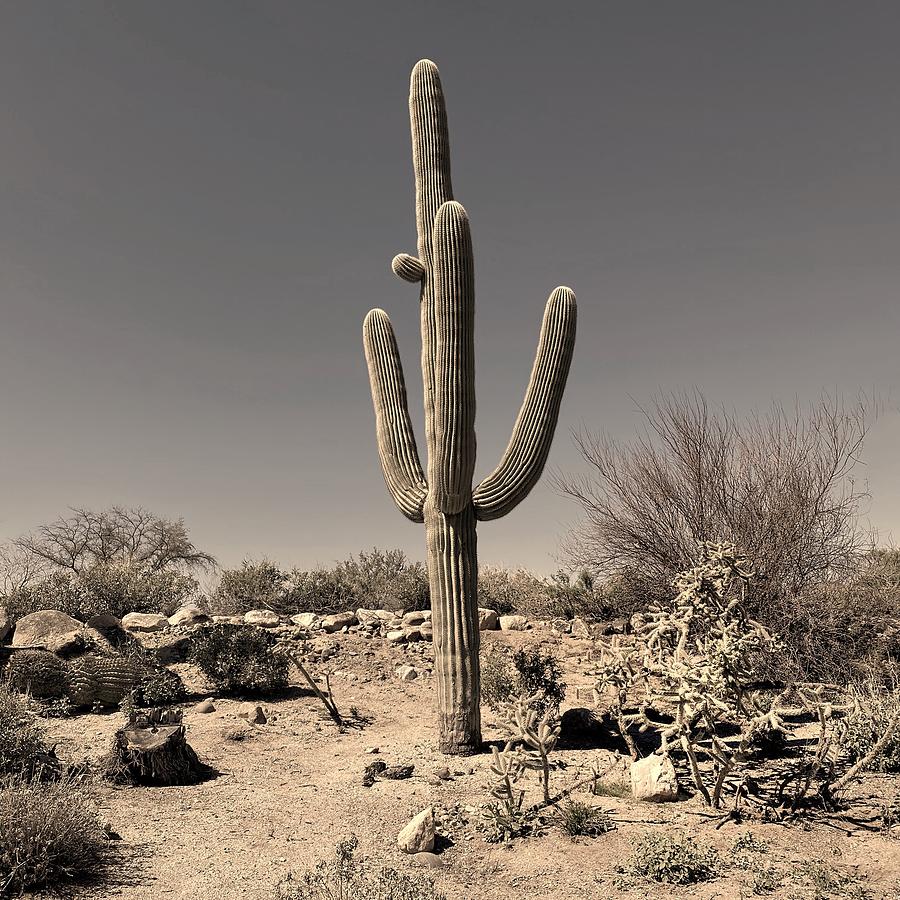 Lone Saguaro Cactus             Photograph by Jerry Abbott