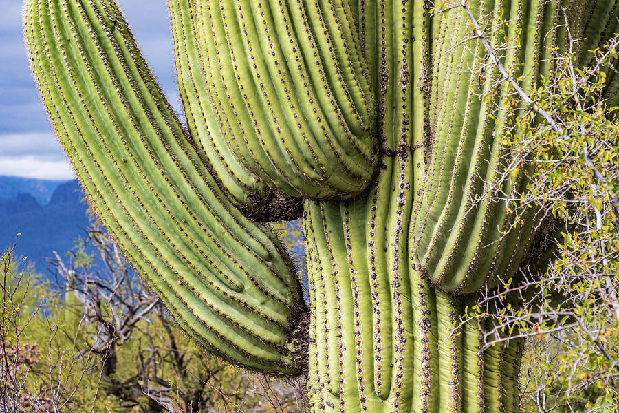 Saguaro Cactus Photograph by Jim Gillen