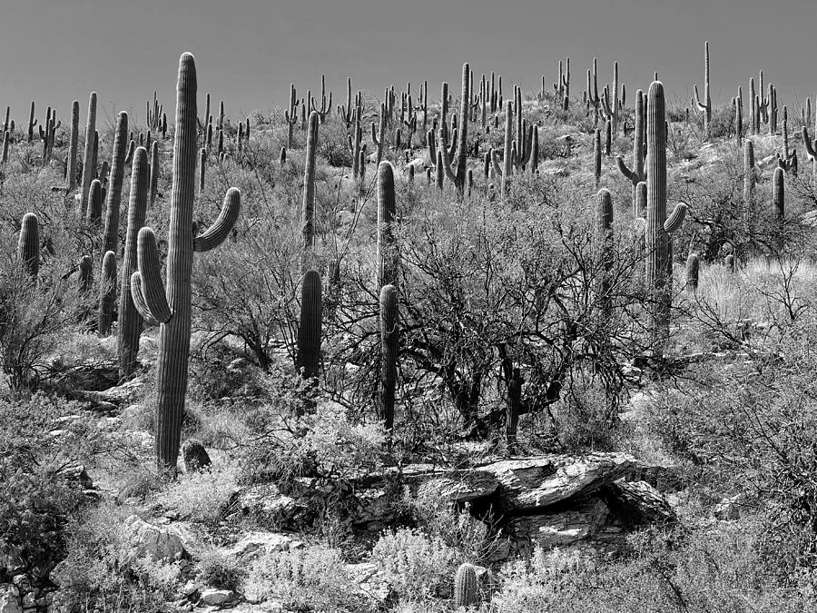 Saguaro Cactus Landscape b/w Photograph by Jerry Abbott