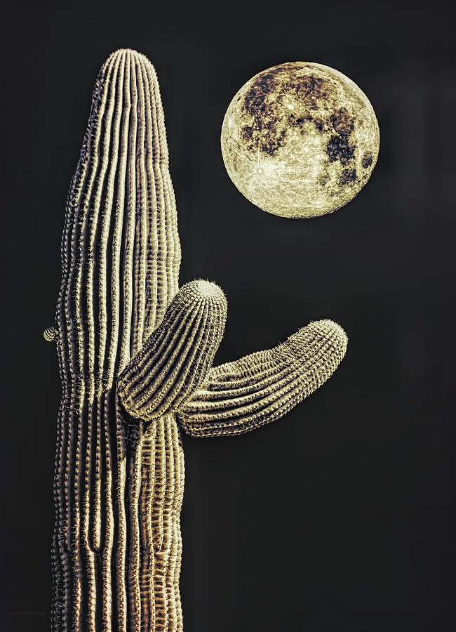 Saguaro Cactus Moon Sepia Brown Photograph by Jennie Marie Schell