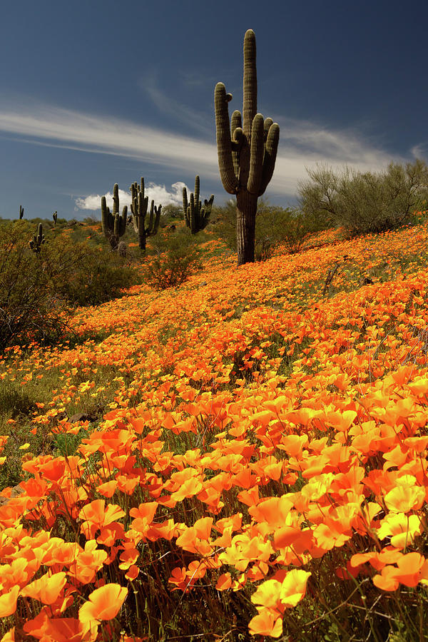 Saguaro Cactus on a Poppy Hillside Photograph by Rolf Jacobson Fine Art America