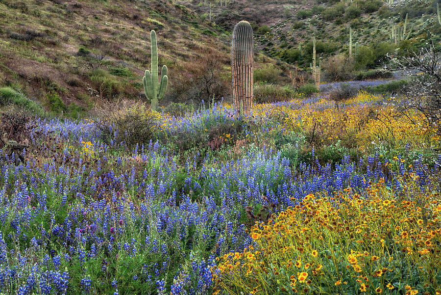 Saguaro Cactus Purple Lupine and Yellow Brittlebush Photograph by Dave Dilli