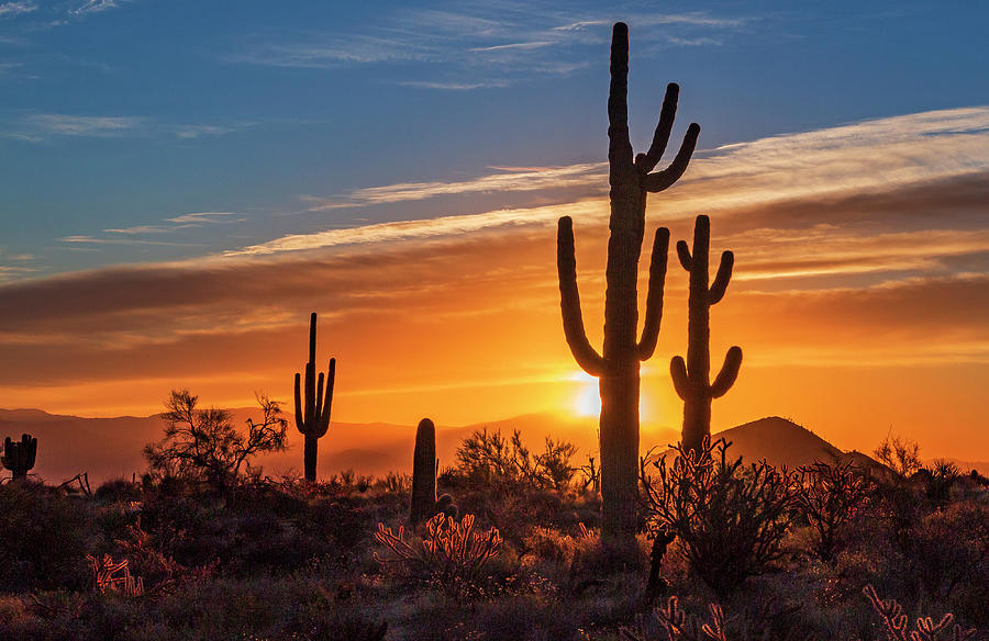 Saguaro Cactus Silhouetted Against Rising Sun In The AZ Desert ...