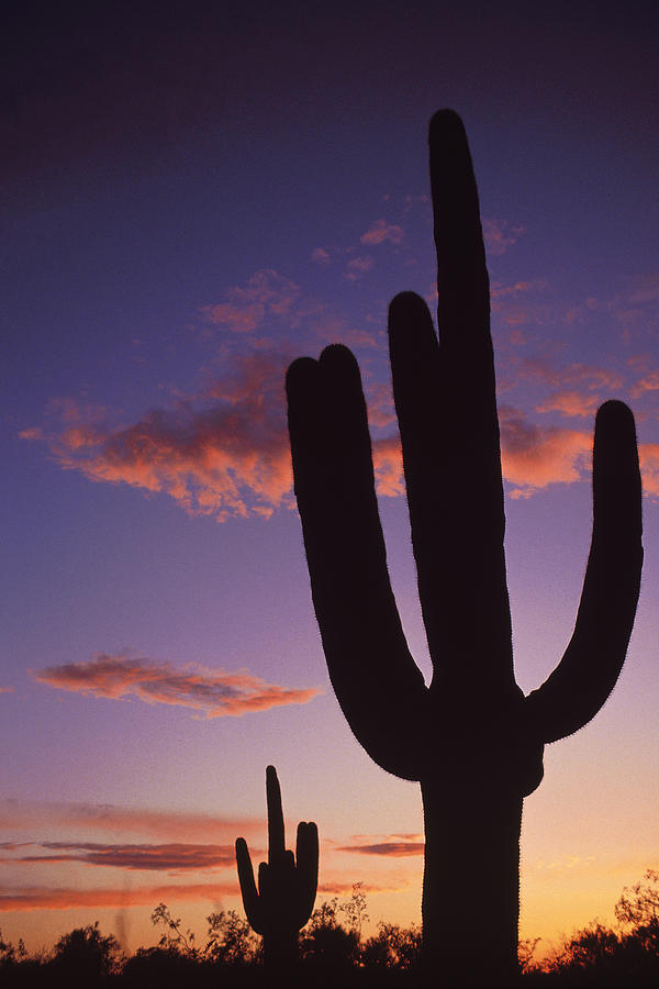 Saguaro cactus silhouetted at sunrise or sunset Photograph by Comstock