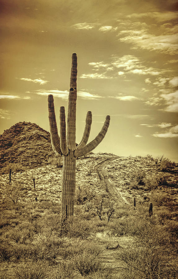 Saguaro Cactus Sonoran Desert Golden Brown Photograph by Jennie Marie Schell
