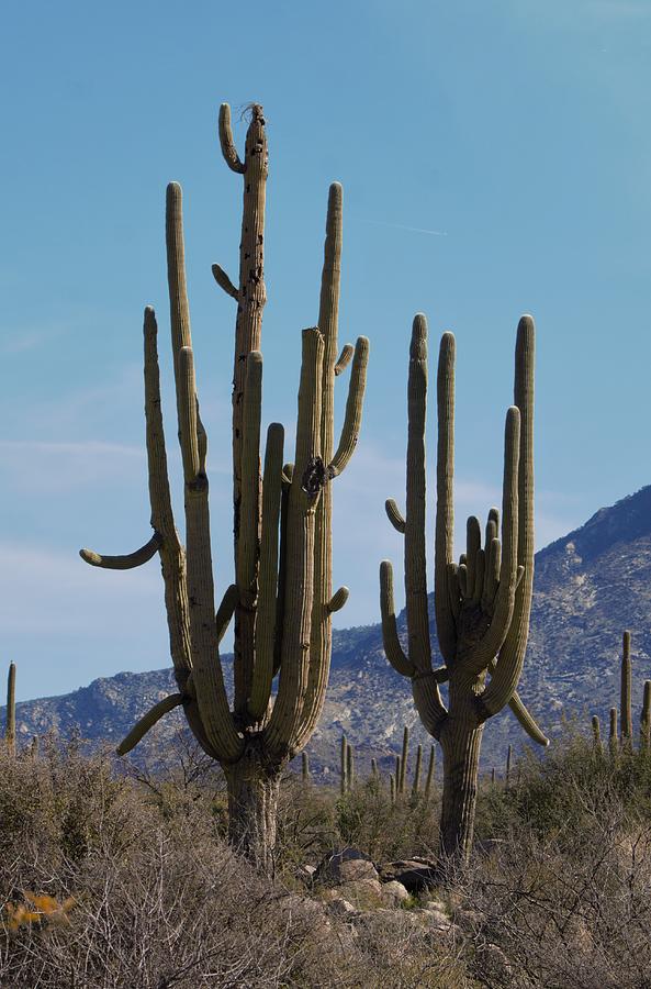 Saguaro Cactus Tucson Arizona Photograph by Dennis Boyd