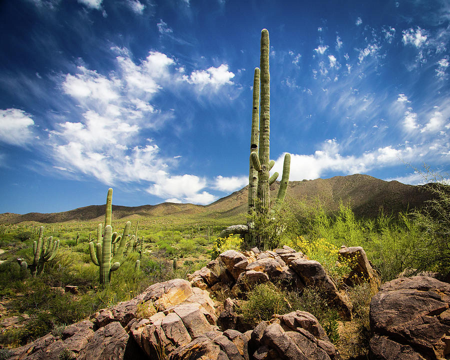 Saguaro Cactus under Azure Arizona Sky Photograph by Craig A Walker
