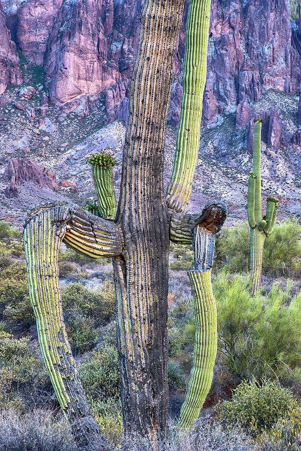 Saguaro Cactus Vertical Photograph by Dave Dilli