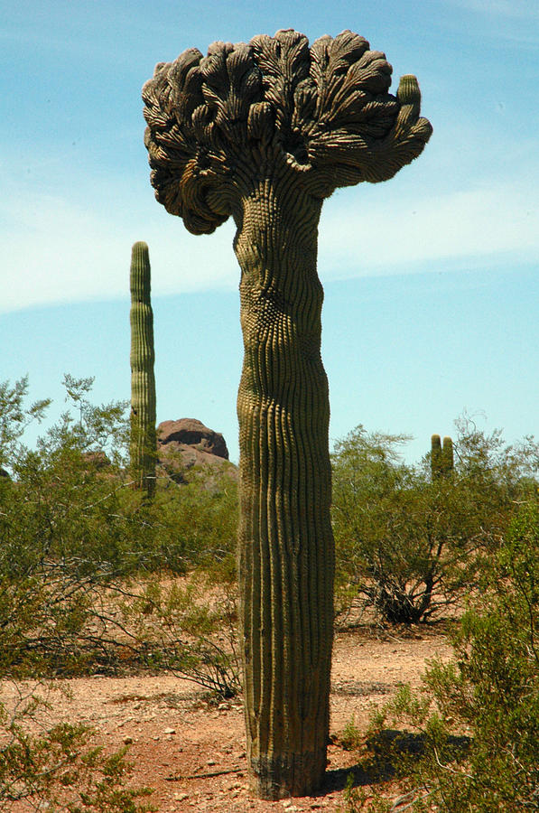 Saguaro Cactus with a Crown Photograph by Linda FRETWELL | Fine Art America