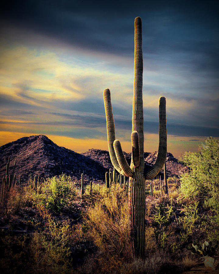Saguaro Cactuses at Evening Photograph by Randall Nyhof - Pixels