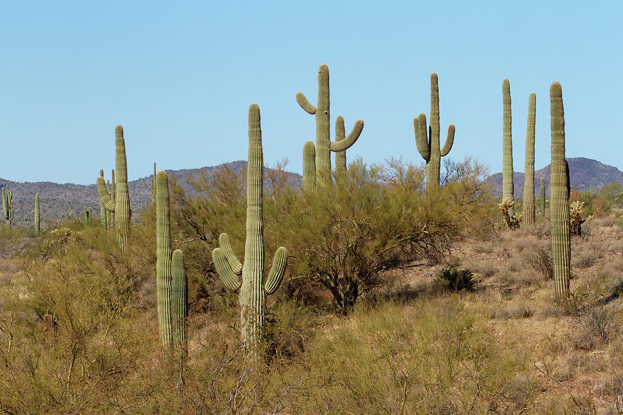 Saguaro Catus 2 Digital Art by Jerry Dalrymple Saguaro Catus 2 Digital Art by Jerry Dalrymple