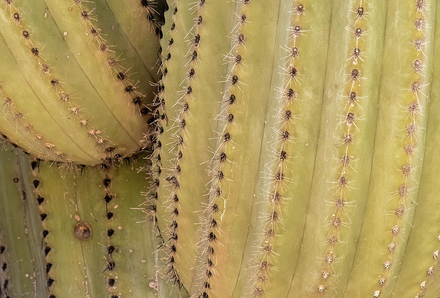 Saguaro Closeup Photograph by Laurel Powell