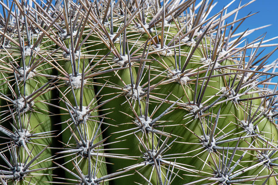 Saguaro closeup Photograph by Paul Freidlund