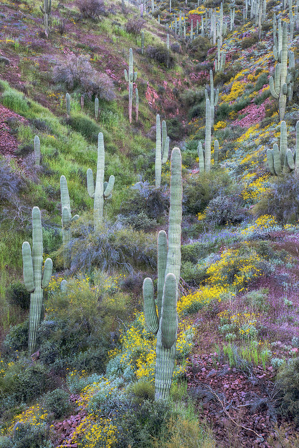 Saguaro Desert Hillside Photograph by Dave Dilli
