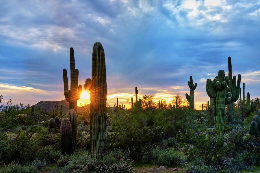 Saguaro Desert Sunset  Photograph by Saija Lehtonen