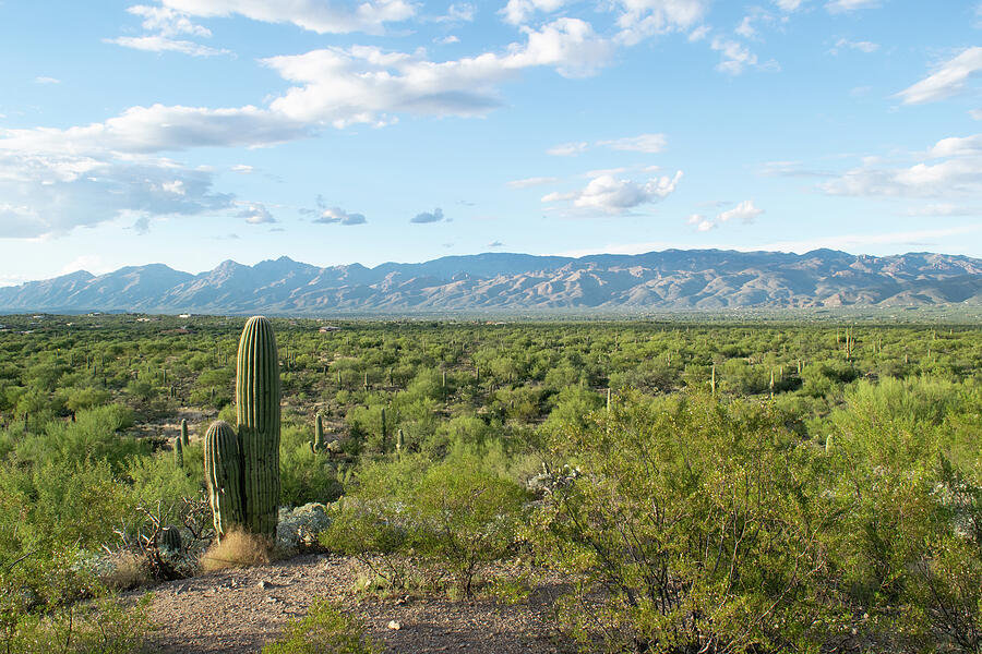 Mountain Photograph - Saguaro desert with distant mountain range by Jay Vossen