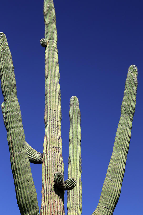 Saguaro National Park Photograph - Saguaro Detail 031415 by Mary Bedy