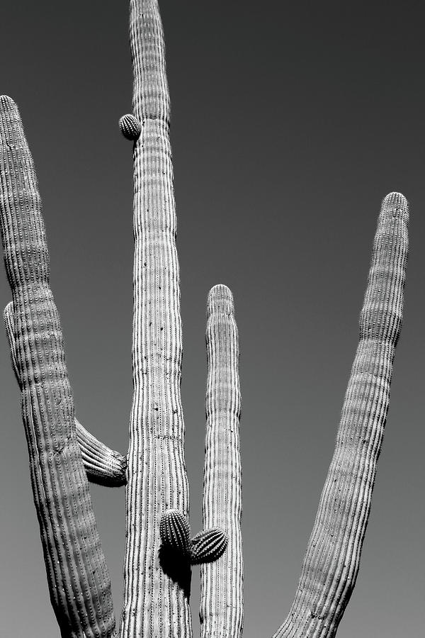 Saguaro National Park Photograph - Saguaro Detail BW 031415 by Mary Bedy