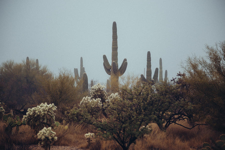 Saguaro Family Tree Photograph by Katie Dobies - Fine Art America