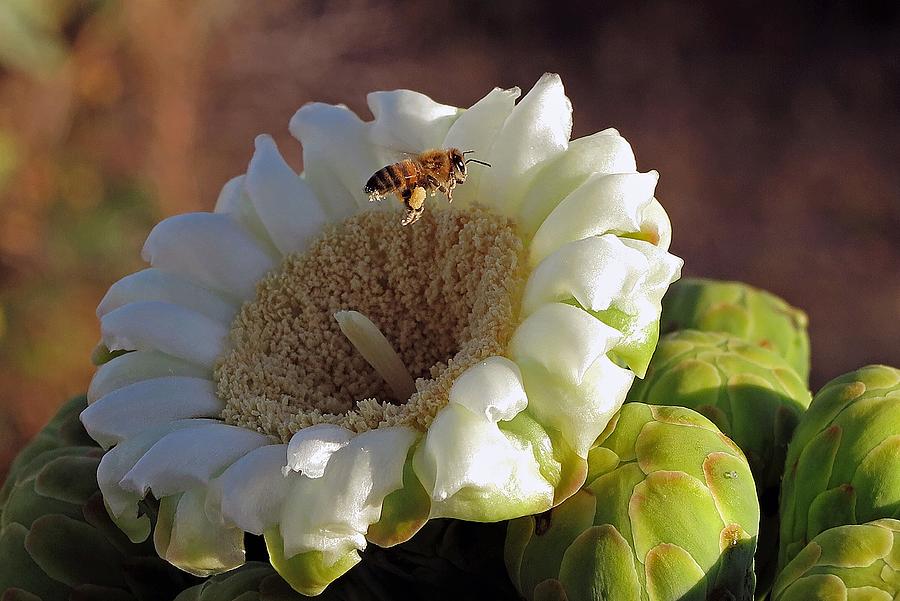 Saguaro Cactus Photograph - Saguaro Flower and Flying Bee by Hazel Vaughn