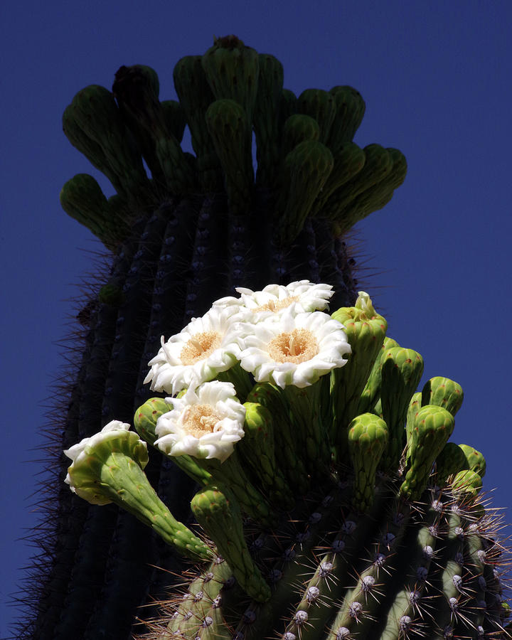 Saguaro Flowers And Silhouette Photograph by Douglas Taylor - Fine Art ...