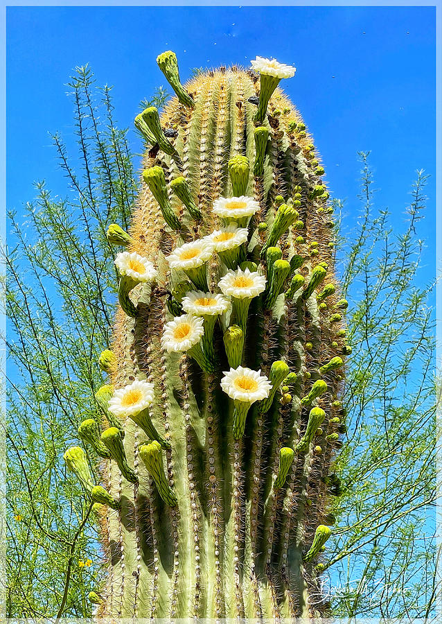 Saguaro Flowers in Bloom Photograph by Barbara Zahno