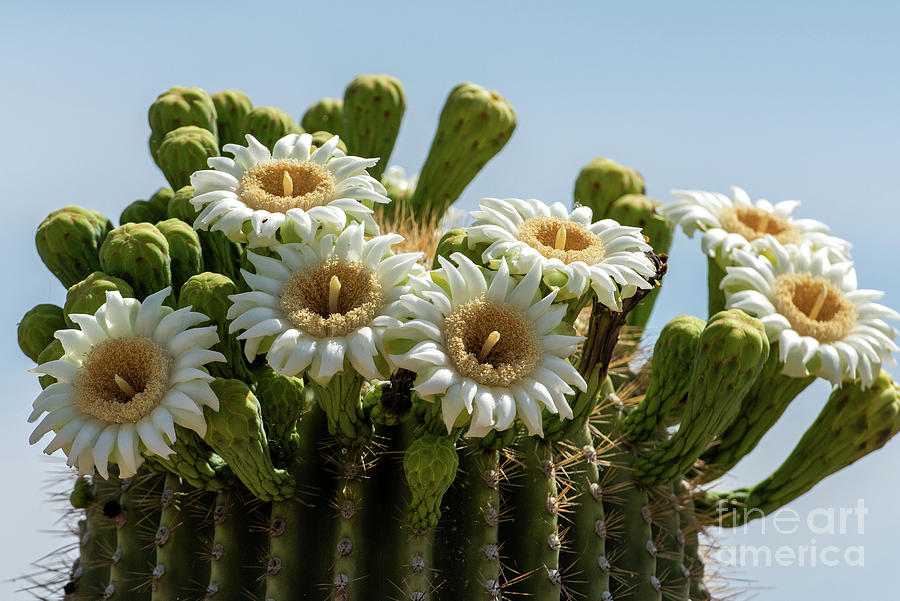 Saguaro Flowers Photograph by Shawn Dechant - Fine Art America