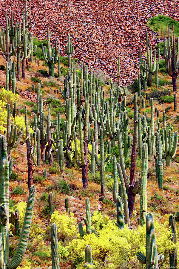 Saguaro Forest 2568ps1a Digital Art by Tom Janca