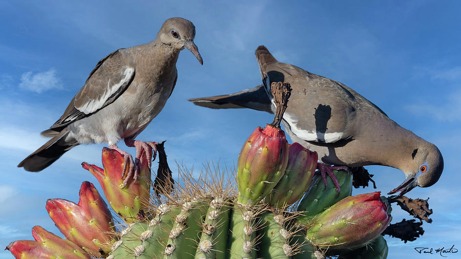 Saguaro Fruit and Doves. Photograph by Paul Martin