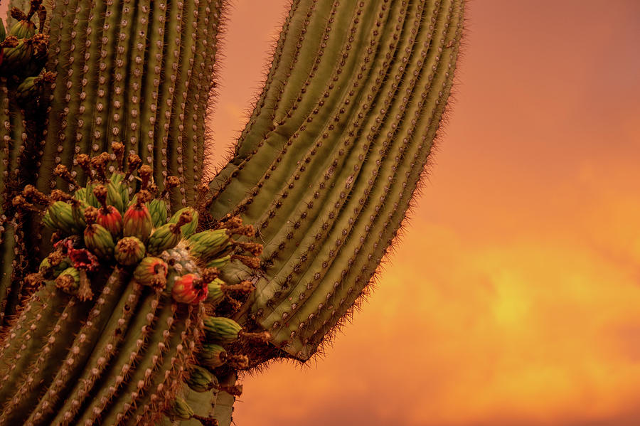 Saguaro Fruit Photograph by Melisa Elliott