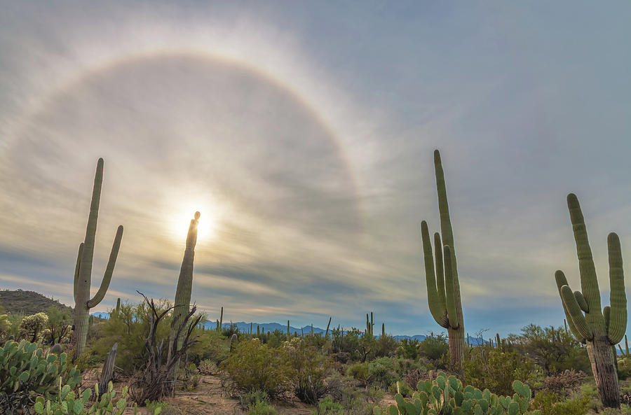 Saguaro halo Photograph by Jonathan Nguyen