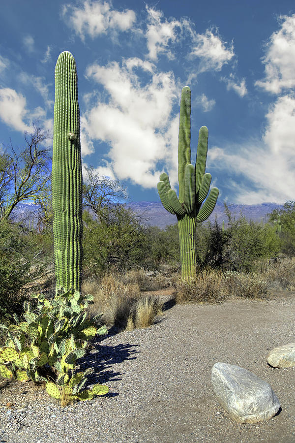 Saguaro III Photograph by Robert Harris